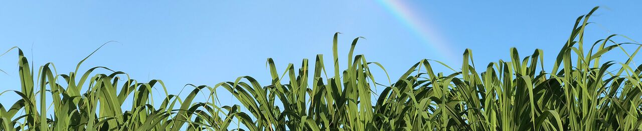 Header-Sugarcane landscape