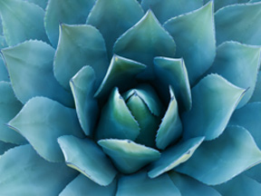 blue agave